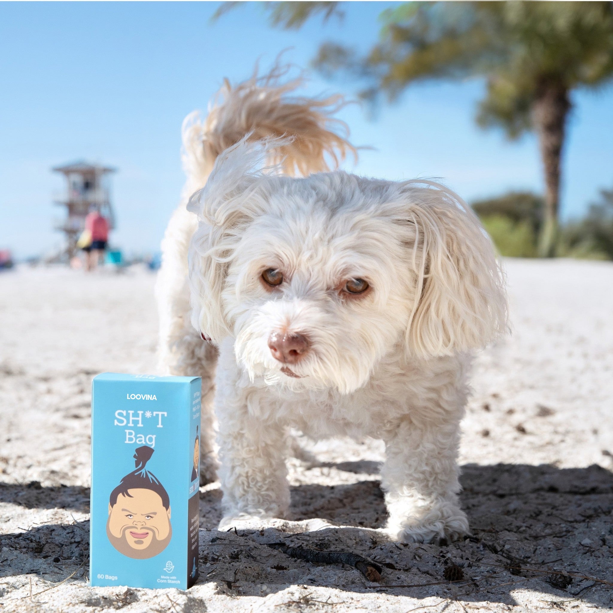 Bichon Frise at the beach with the box