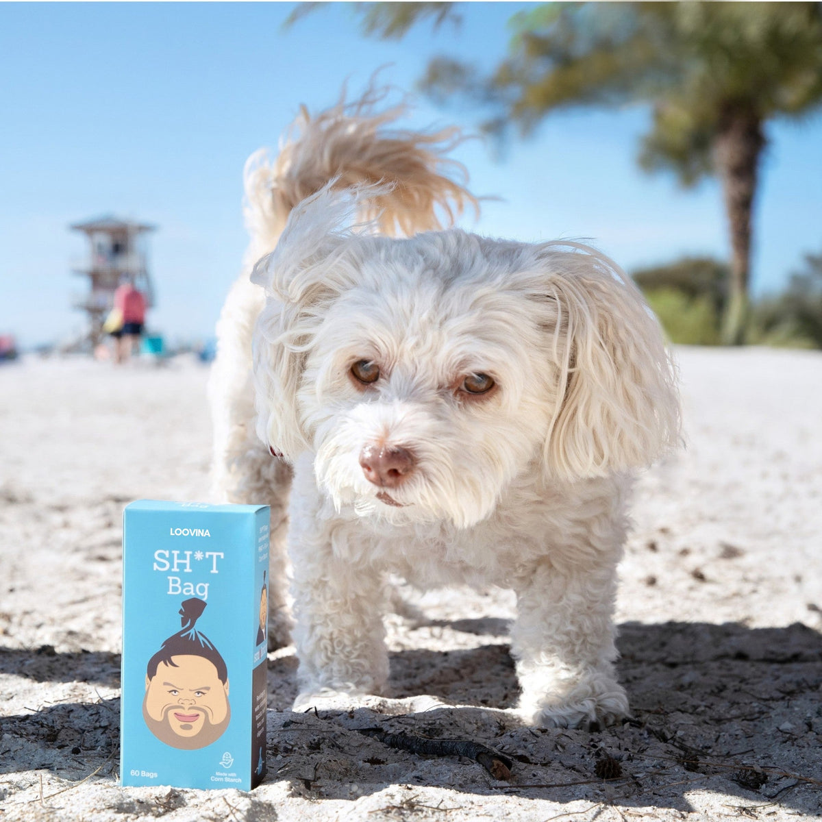 Bichon Frise at the beach with the box