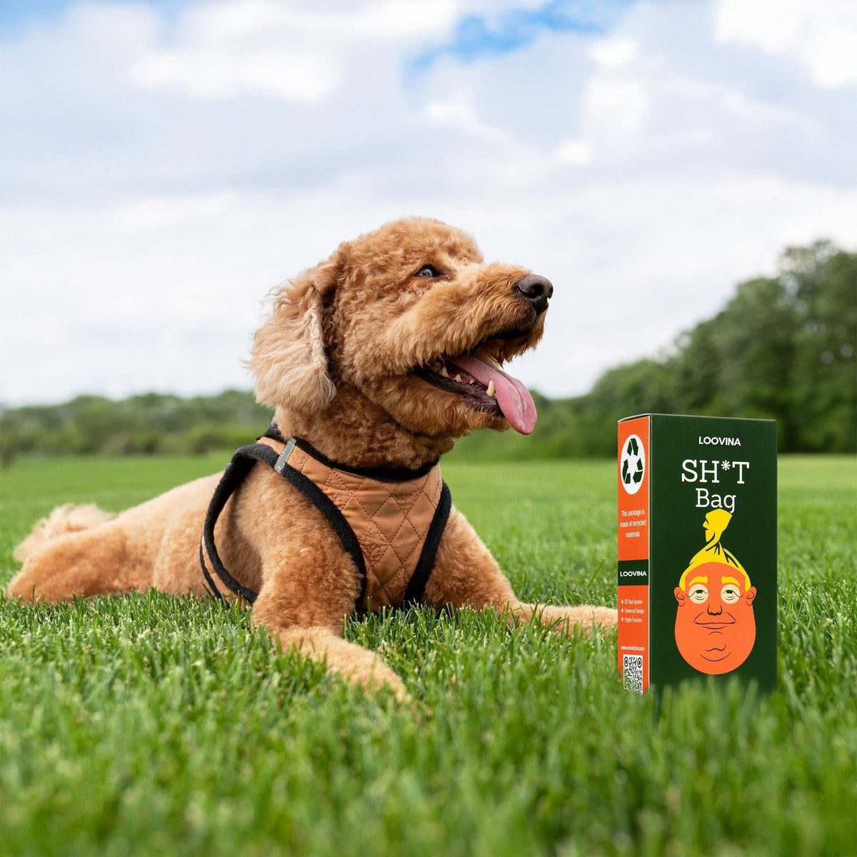 Goldendoodle on the grass with the box