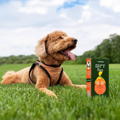 Goldendoodle on the grass with the box