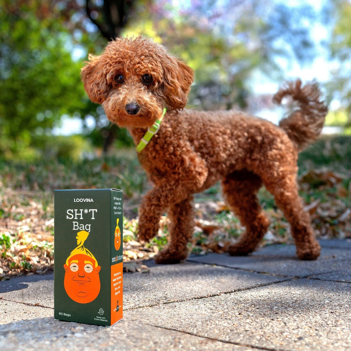 Toy poodle on a walk with the box